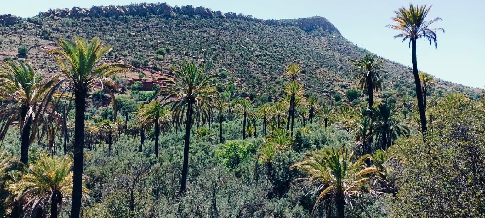 A dense palm valley below a rocky ridge in the Atlas foothills